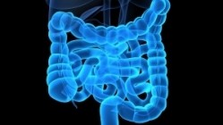 Resistant starch may aid in IBD and cancer resistance: Study