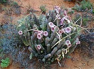 Hoodia: Newly published research confirms efficacy and safety concerns