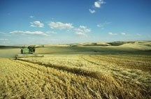 A combine harvester works a field of barley, some of which will end as beta-glucans