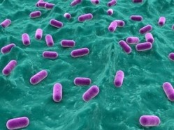 Insufficient evidence for Lactobacillus reuteri and colic: Study