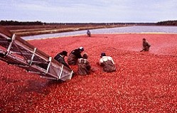 Bogged: Cranberry health claims in the EU