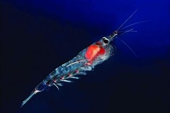 First krill major taps into Aker's Australian patents 