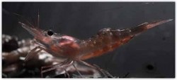The northern shrimp: Omega-3 potential