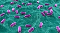 Good bacteria may wipe out antibiotic-resistant pathogens: Study