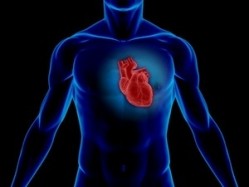Chitin-glucan fiber shows heart health potential: RCT data