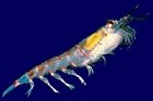Krill: "Probably" sustainable