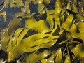 Fat-busting seaweed: Scientists identify fat-blocking seaweed alginates  