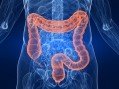 Gut bacteria linked to obesity