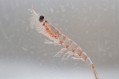 Superior bioavailability? Study backs krill oil over fish oil but not because of phospholipids