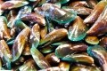 GettyImages - Green-lipped mussel / ponsulak