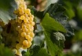 GettyImages - Chardonnay grapes / Tatami_Skanks
