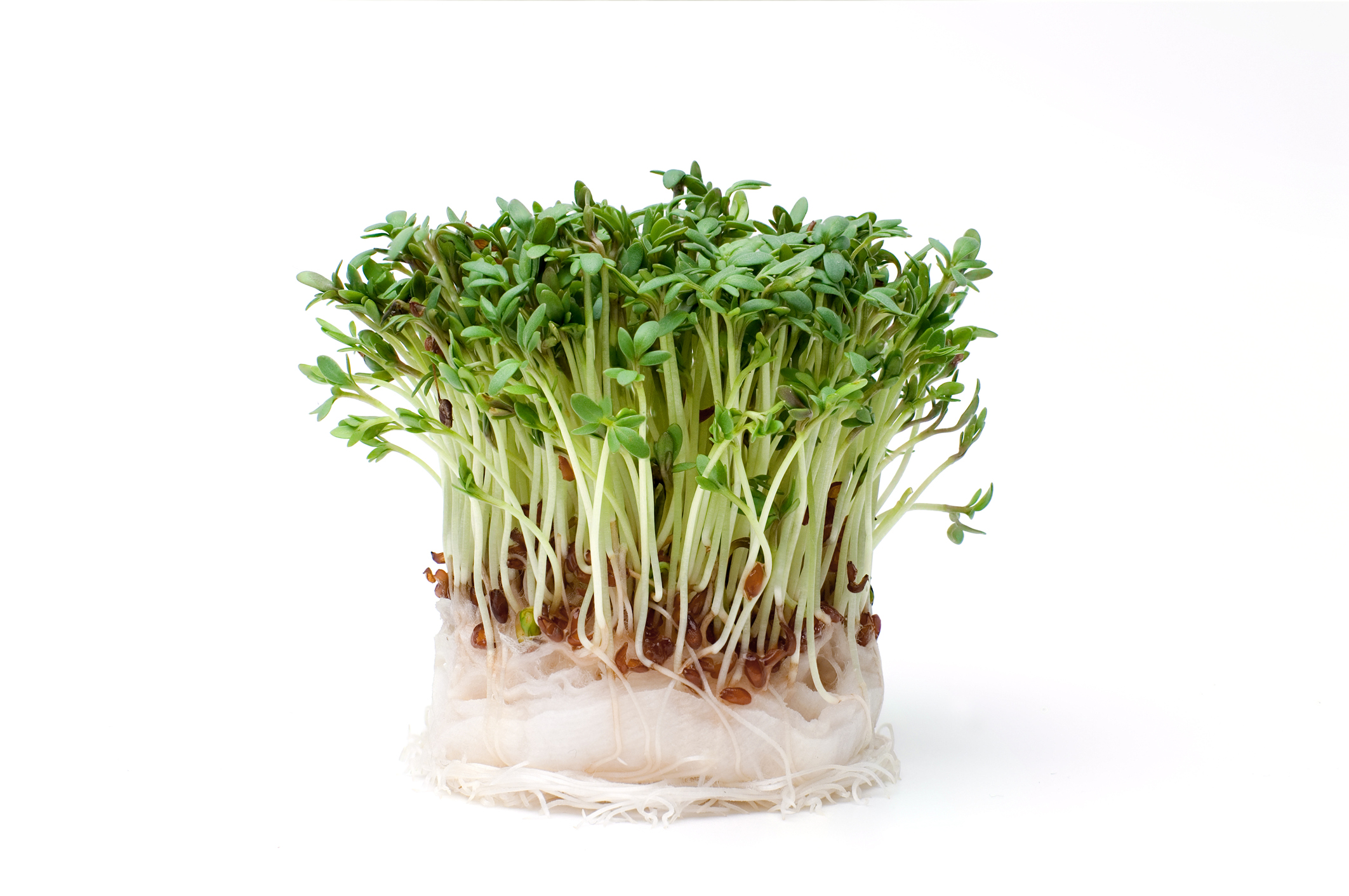 B12 breakthrough: Discovery could boost vitamin B12 for veggies … using  cress
